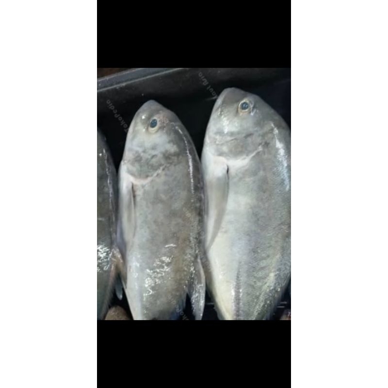 

ikan kue seger dan press per 1kg