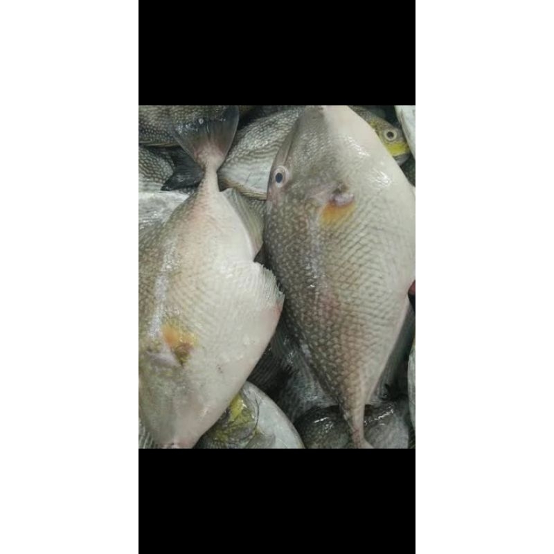 

ikan pakol/ayam" seger dan pres per 1kg
