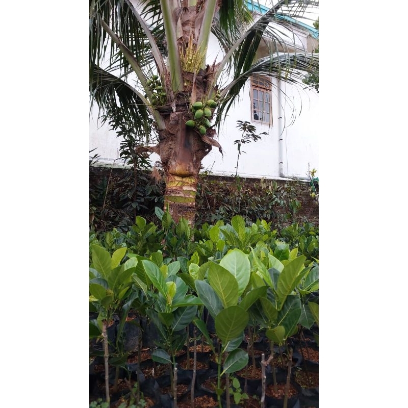 BIBIT KELAPA PANDAN WANGI THAILAND