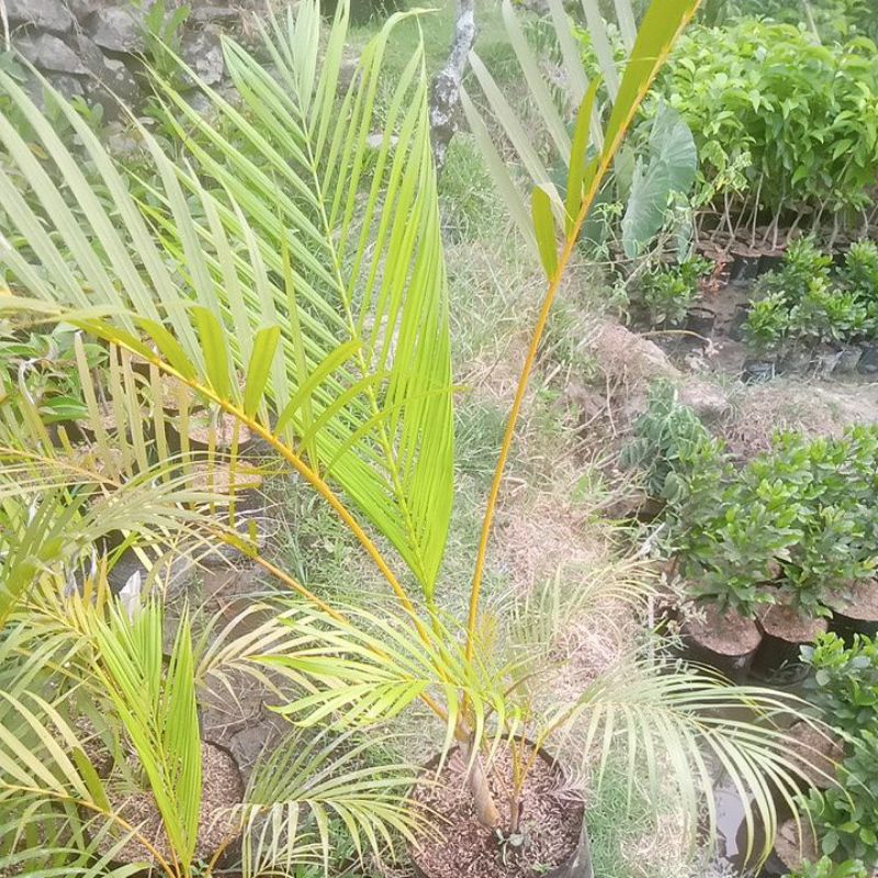 Bibit Palem Kuning 1 Meter Up