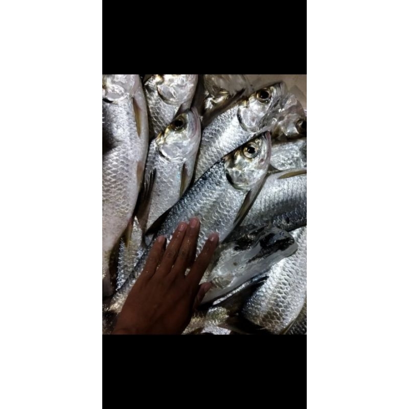 

ikan bulan" seger dan pres per 1kg