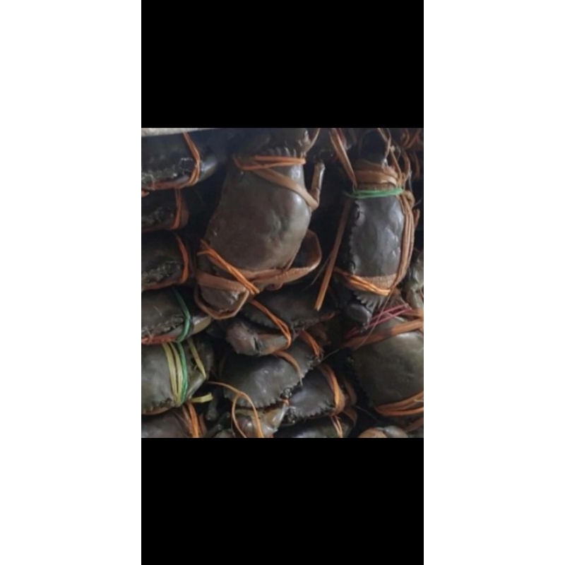 

kepiting hiduf seger dan press per 1kg