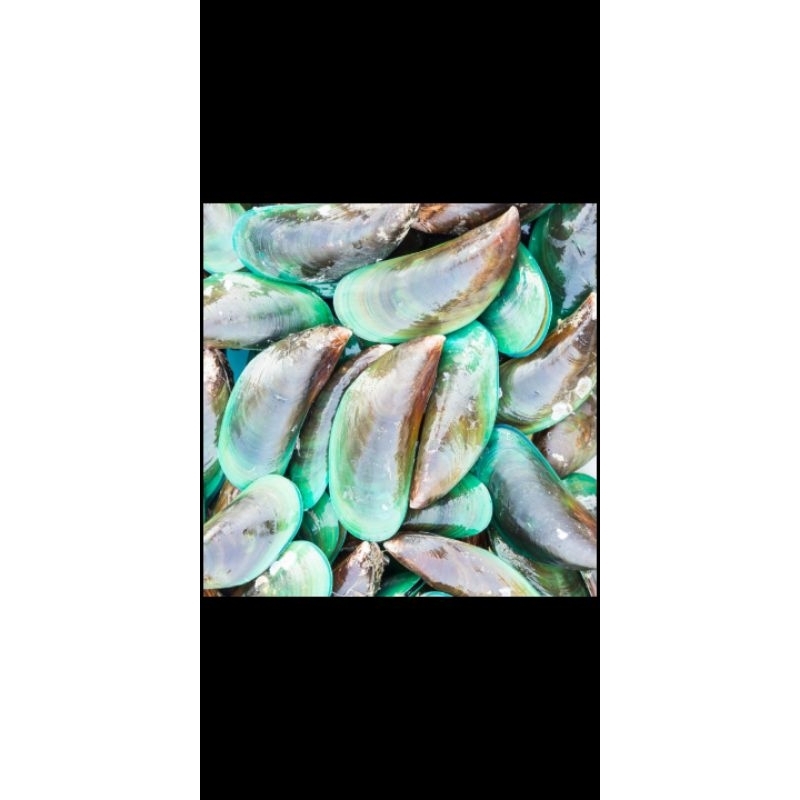 

kerang ijo seger dan press per 1kg