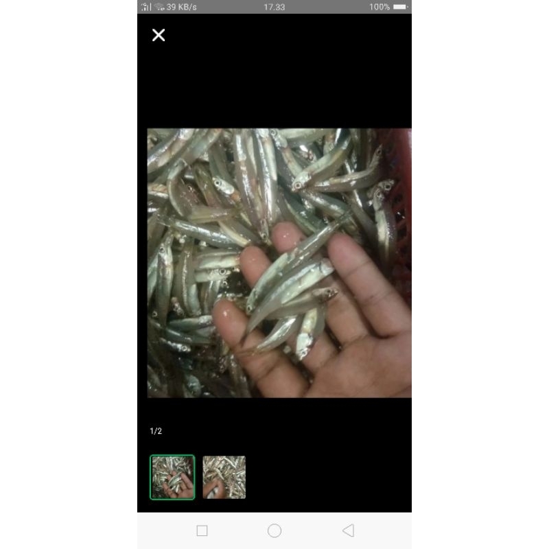 

ikan tri basah seger dan press per 1kg