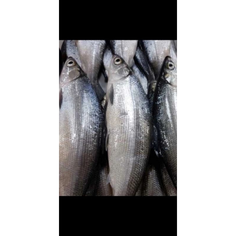 

ikan bandeng seger dan press per 1kg