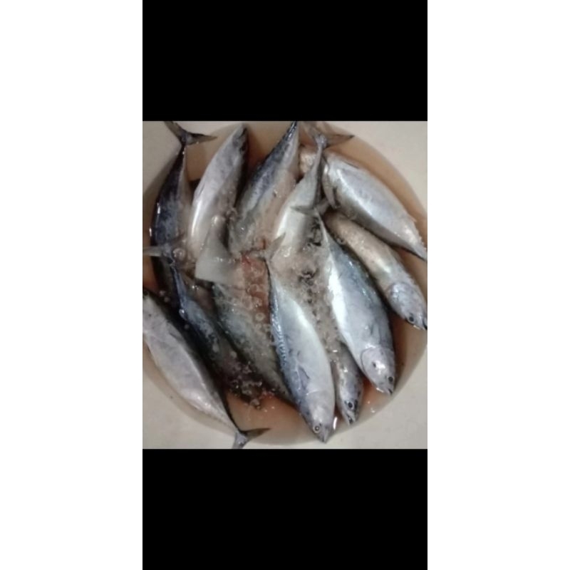 

ikan tongkol sirik biru seger dan press per 1kg