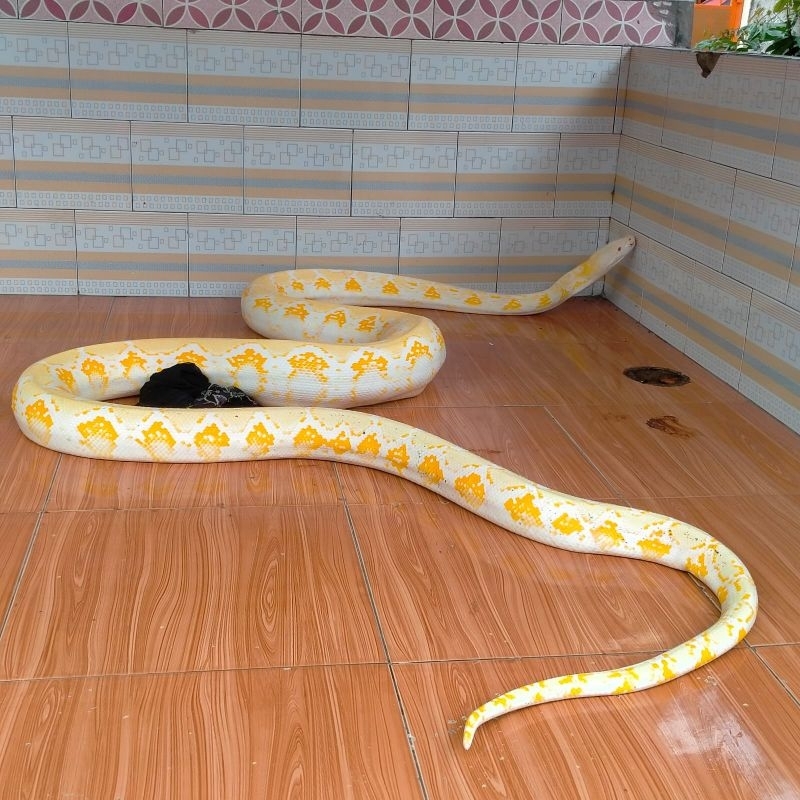 sepasang ular reptil