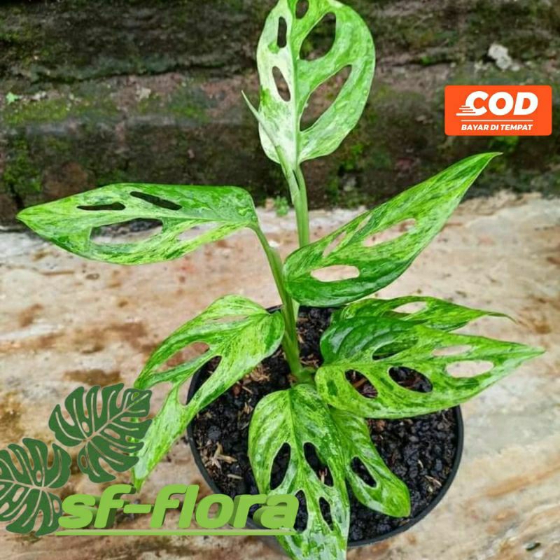 Tanaman Hias janbol  varigata-janda bolong varigata