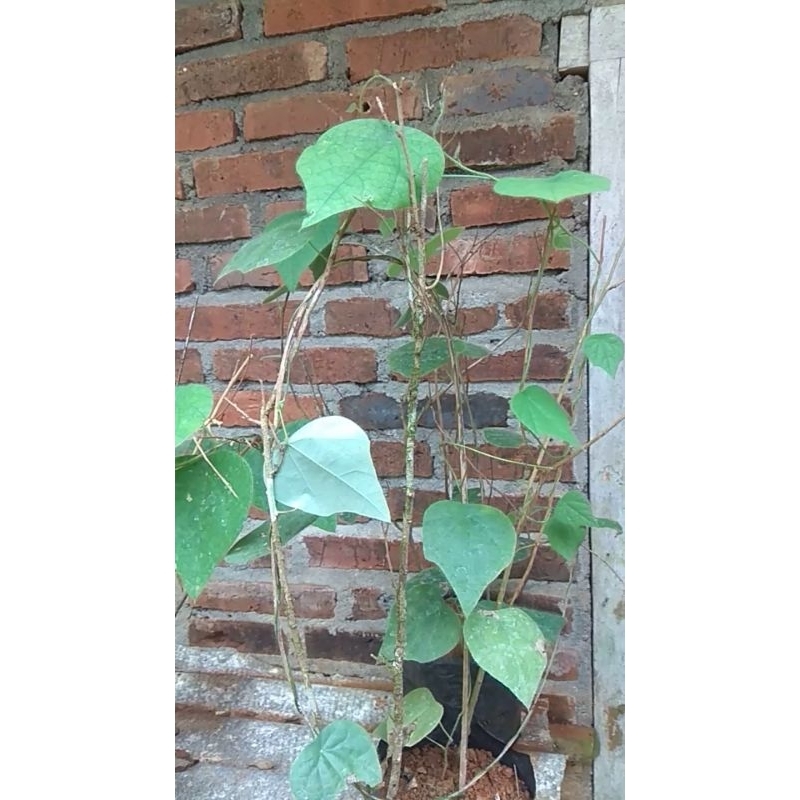 Bibit Cincau Bulu // Cincau Hijau
