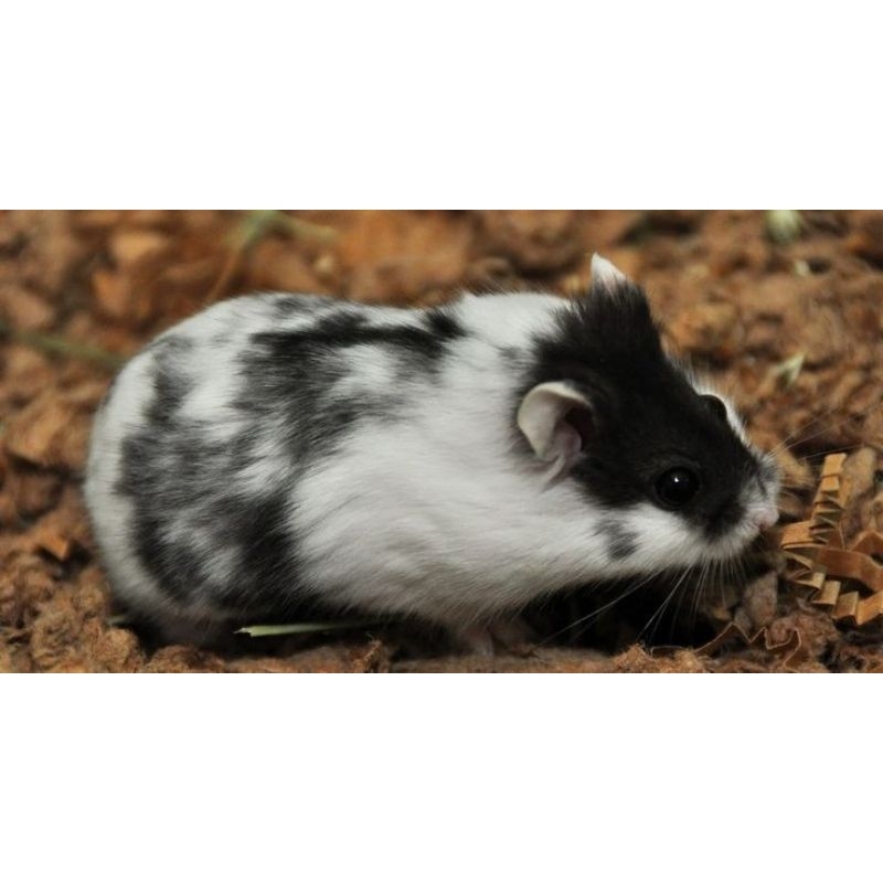 HAMSTER CAMPBELL PANDA BABY ANAKAN LUCU | HAMSTER PANDA | CAMPBELL PANDA | CAMBEL | BABY HAMSTER