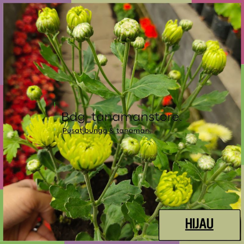 TANAMAN BUNGA KRISAN SERUNI ASTER WARNA HIJAU