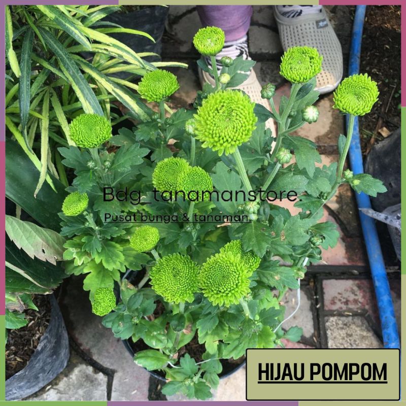 TANAMAN BUNGA KRISAN SERUNI ASTER WARNA HIJAU POMPOM