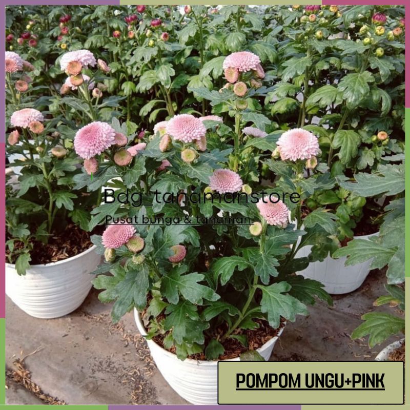 TANAMAN BUNGA KRISAN SERUNI ASTER POMPOM WARNA UNGU+PINK