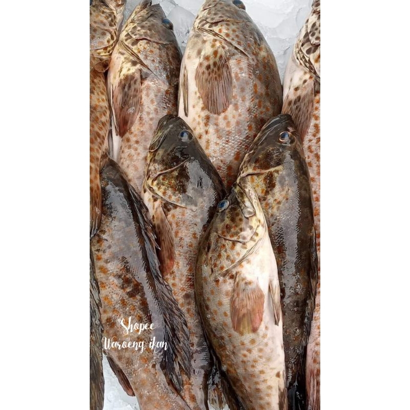 

Ikan kerapu Balong segar /1kg