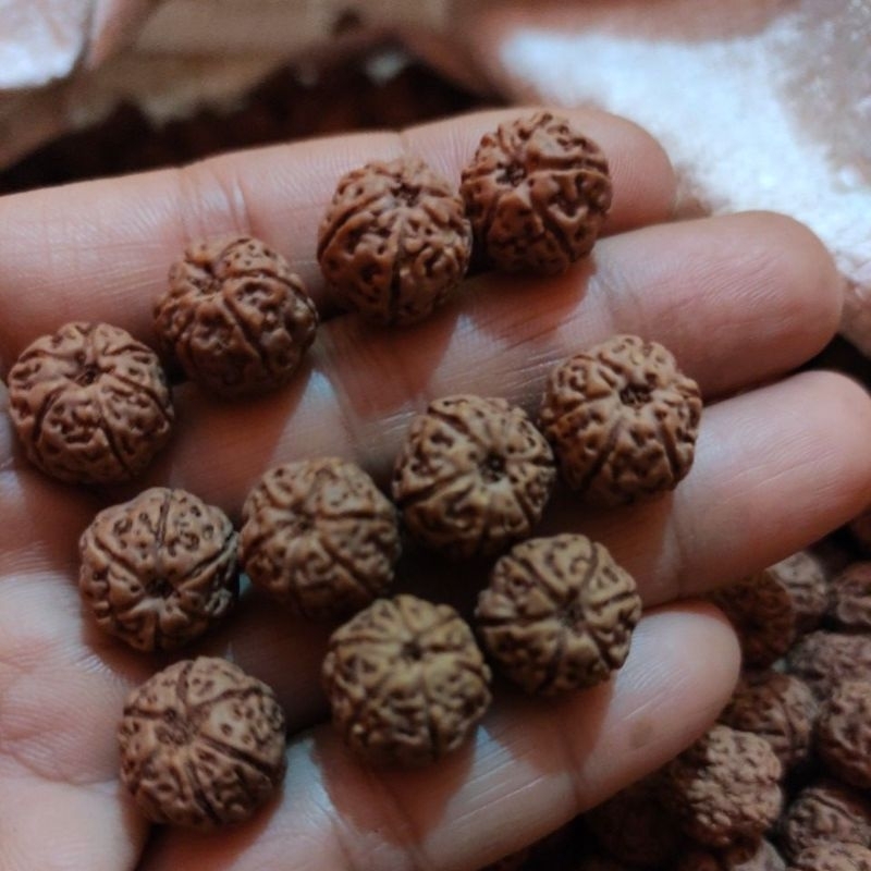 rudraksha mukhi 6 size 13_15 mm 110 pcs