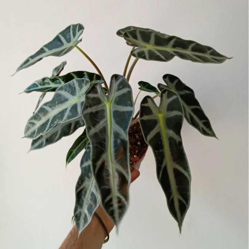 Alocasia Bambino