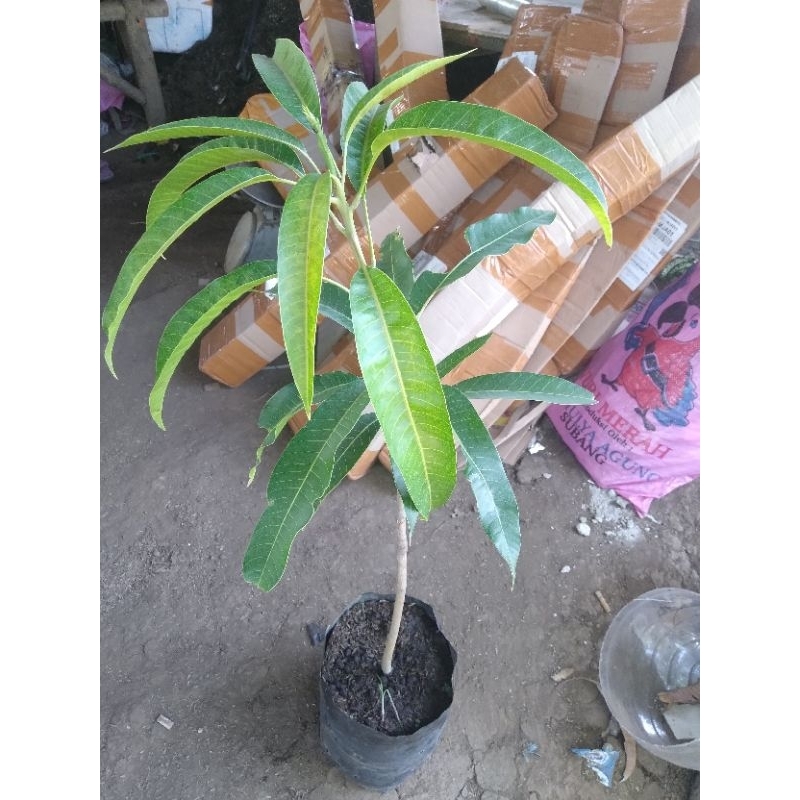 bibit mangga miyazaki