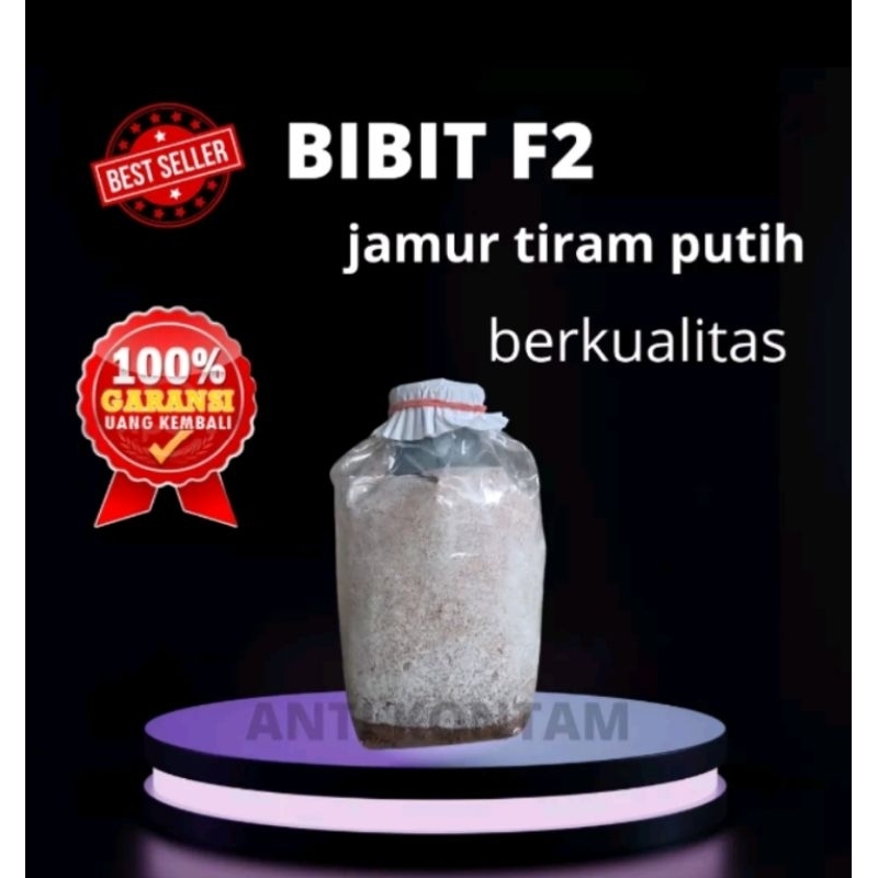 Bibit jamur tirma putih super