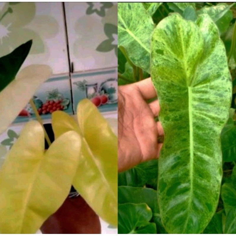 paket 2 pohon Philo varigata burlemax varigata & paraiso verde 3-5 daun