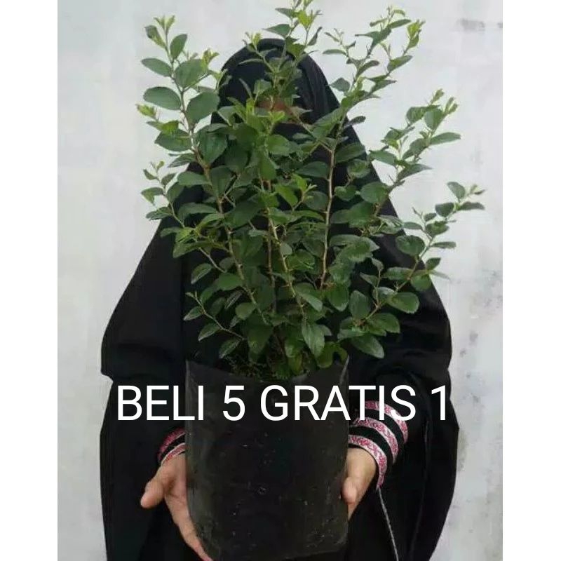 pohon bidara arab asli-tanaman bidara arab herbal (BELI 5 GRATIS 1)