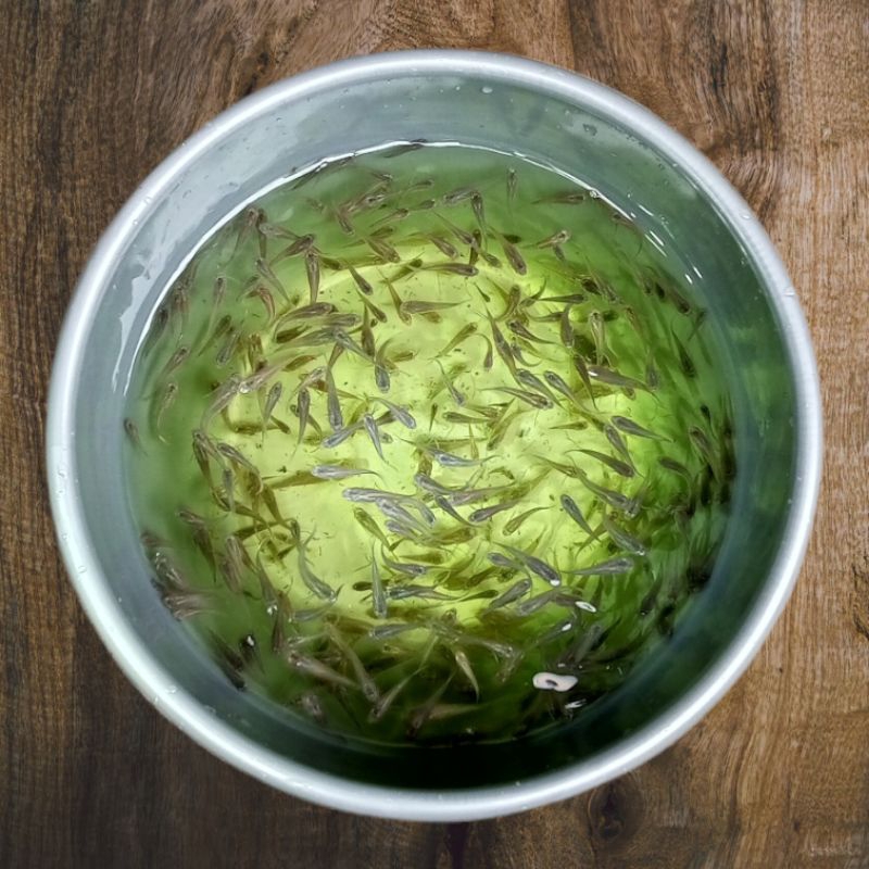 Ikan Cere pakan ikan predator