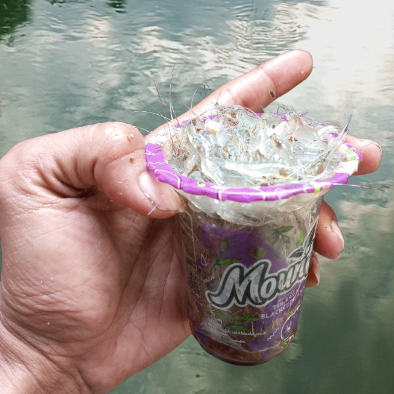 udang sawah hidup pakan ikan predator