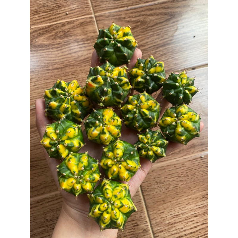 GYMNOCALYCIUM T31115 / GYMNO T31115 / GYMNO IMPORT / KAKTUS IMPORT / BIBIT KAKTUS