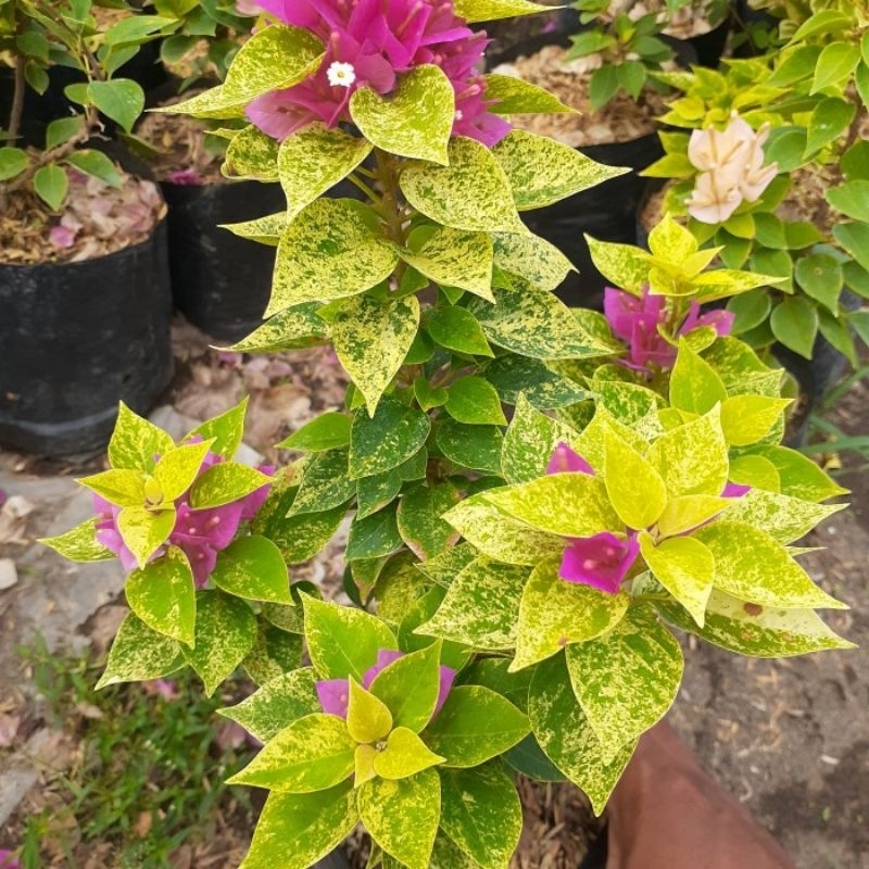 bibit bunga bugenvil jewel 21