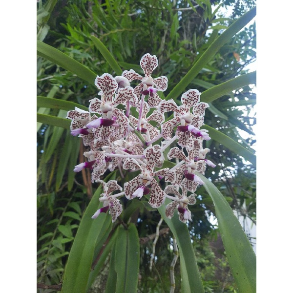 VANDA TRICOLOR KONDISI DEWASA