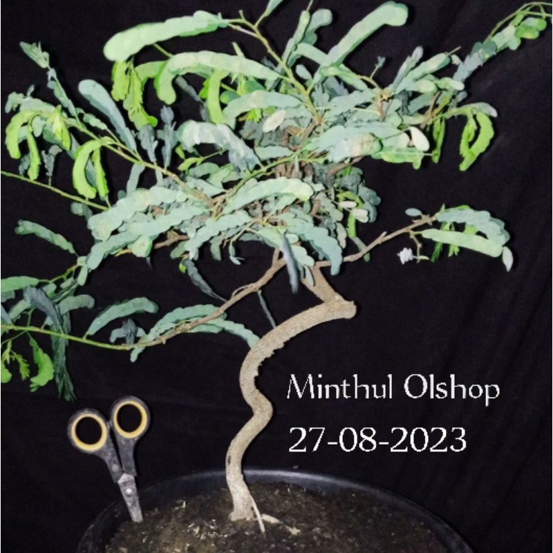 Bonsai asem jawa dari biji sesuai foto siap kontes