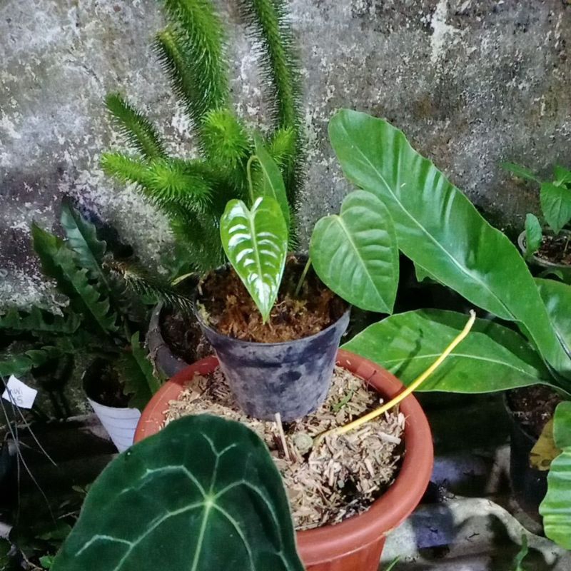 anthurium vietchii original