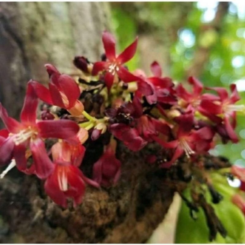 

bunga blimbing wuluh fresh baru dipetikan saat pesan