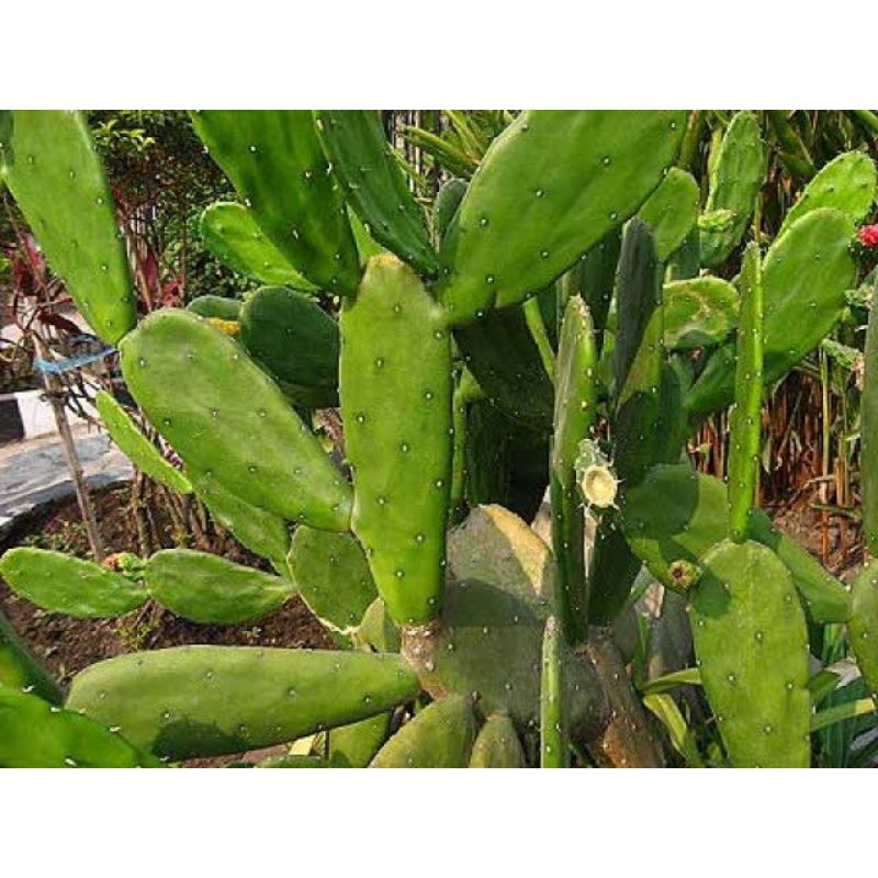 

katus centong per KG