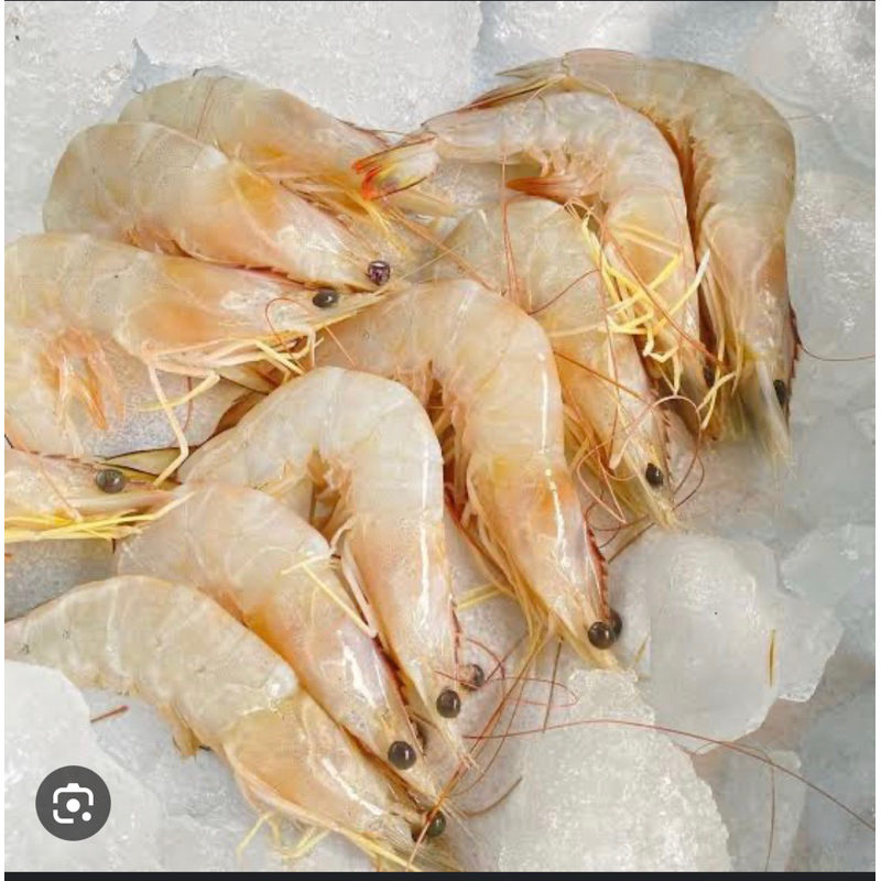 udang jerbung / udang laut