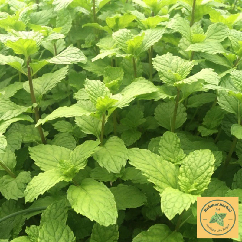 

Daun Mint segar, Daun Min pack100 gr,Peppermint,Tanaman Herbal,Ramuan Aromatik, Teh Mint