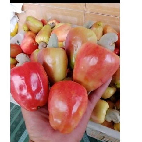 

jambu mete jambu mede jambu monyet buah langka 1kg