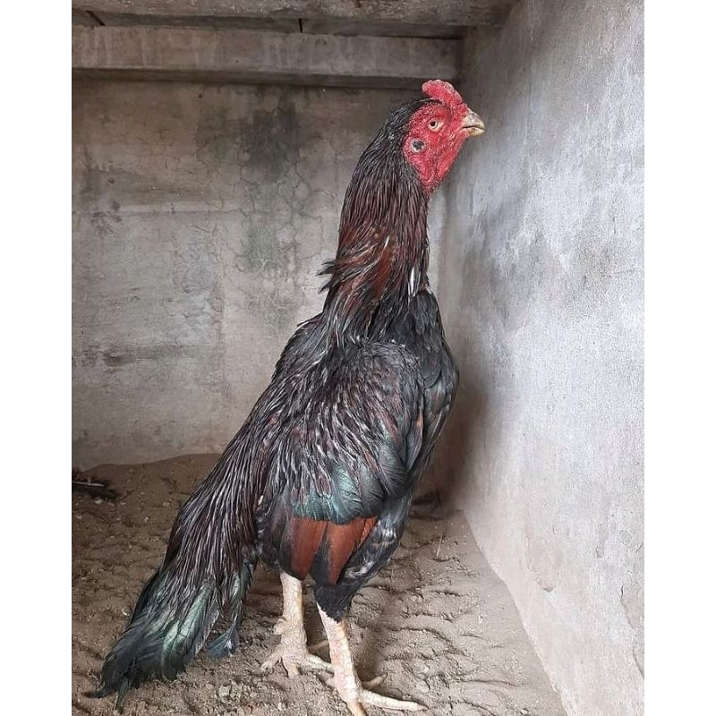 telur tetas ayam aseel