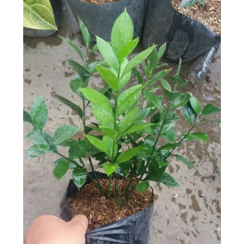 tanaman bibit bunga potong ruskus