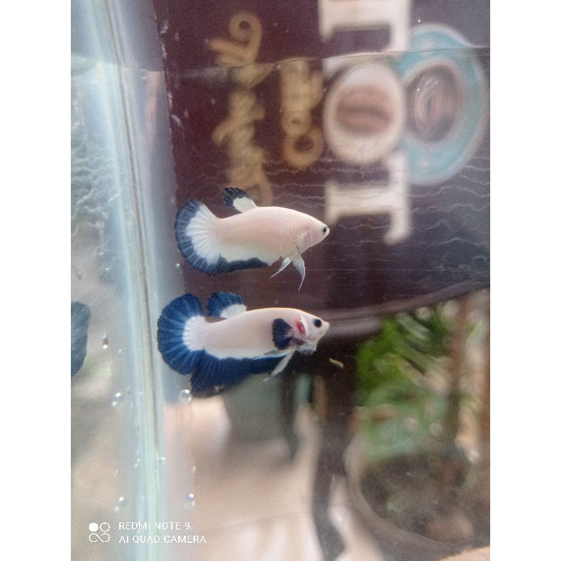 Cupang Blue Rim Line Thailand