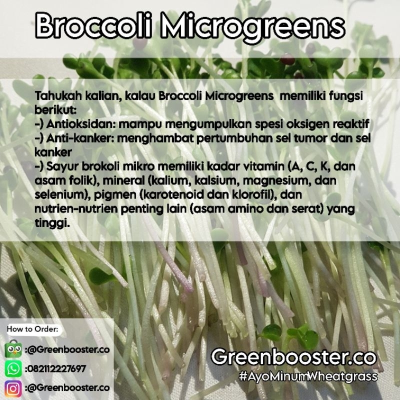 

Salad Microgreens Broccoli | Greenbooster