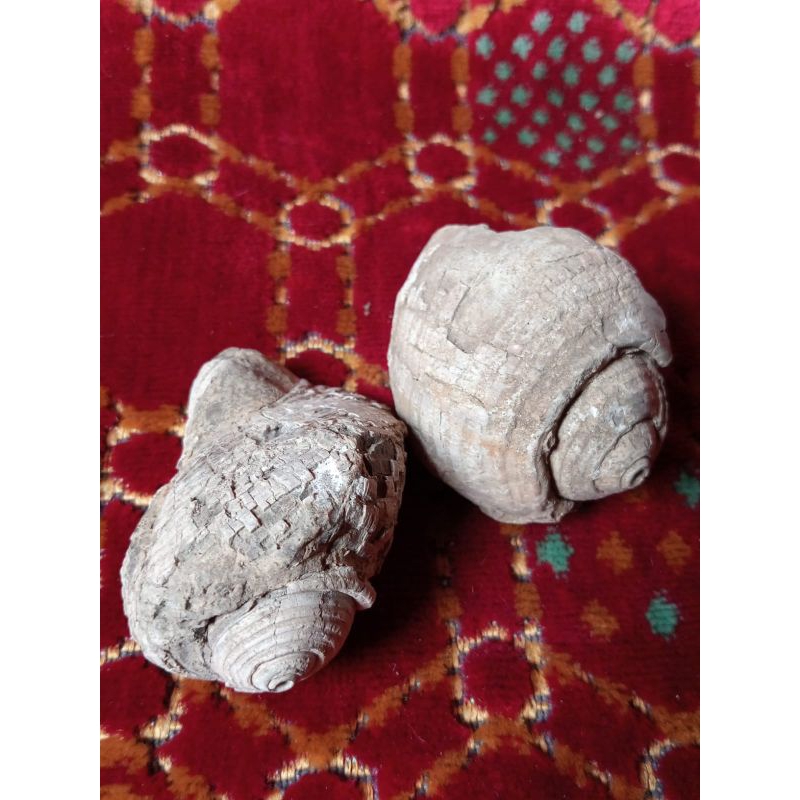 batu fosil keong