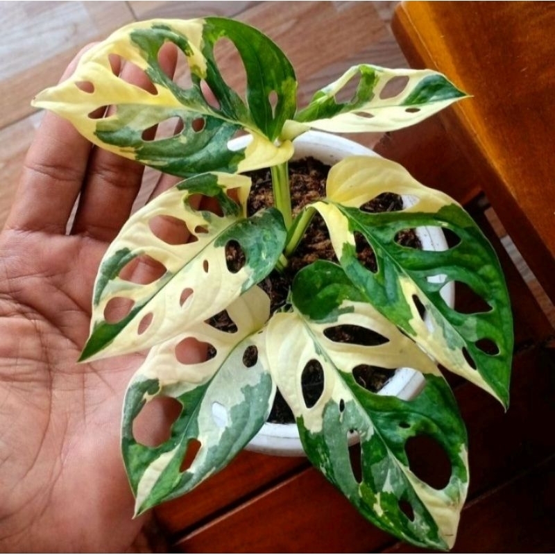 monstera adansoni varigata putih
