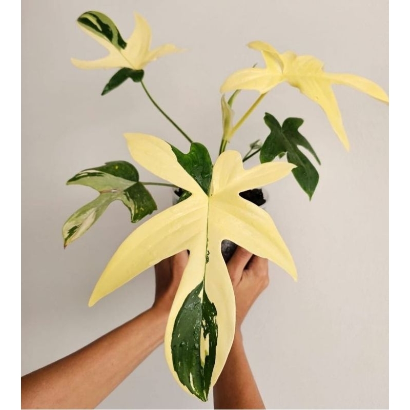 philodendron Florida beauty varigata | flobe