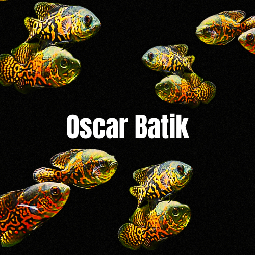 Oscar batik size 7-10cm isi 2 ekor