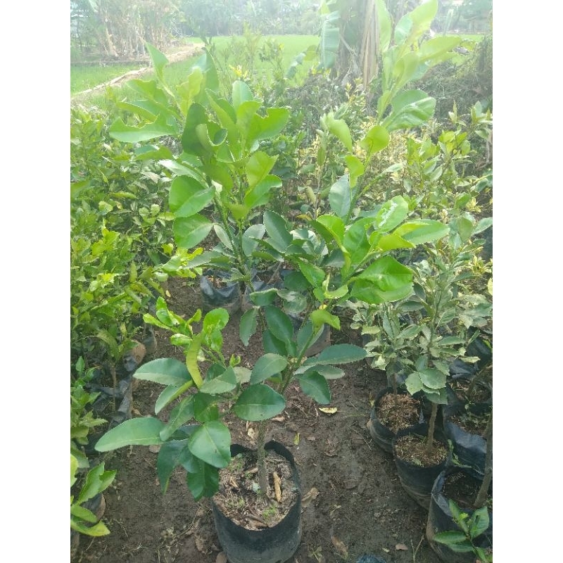 bibit jeruk bali/pamelo madu