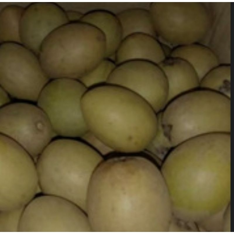 

Sawo Madu Super Manis 1 Kg