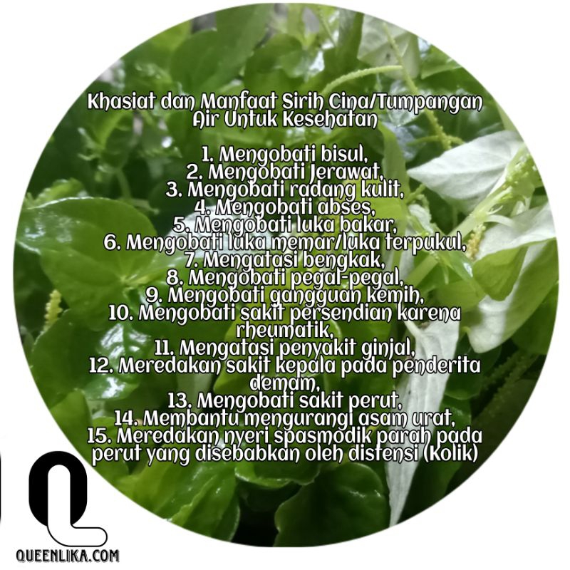 

sirih cina 500g herbal tradisional