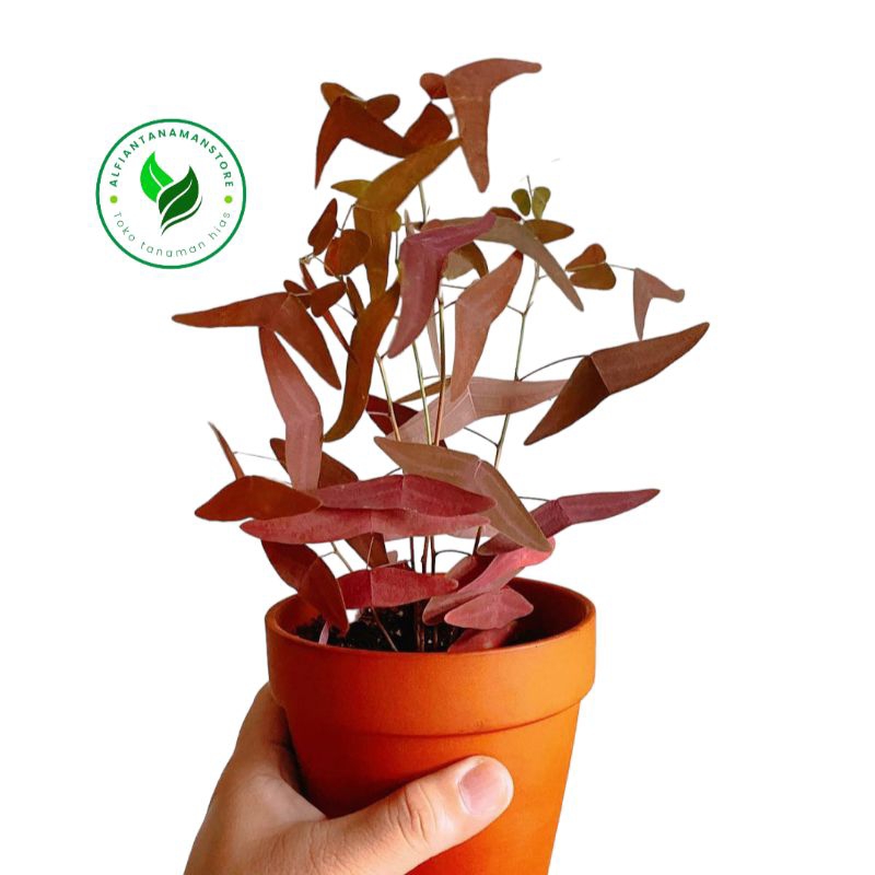 [BISA COD] Tanaman Hias Oxalis Kupu Kupu Batik Merah - Pohon Oxalis Merah