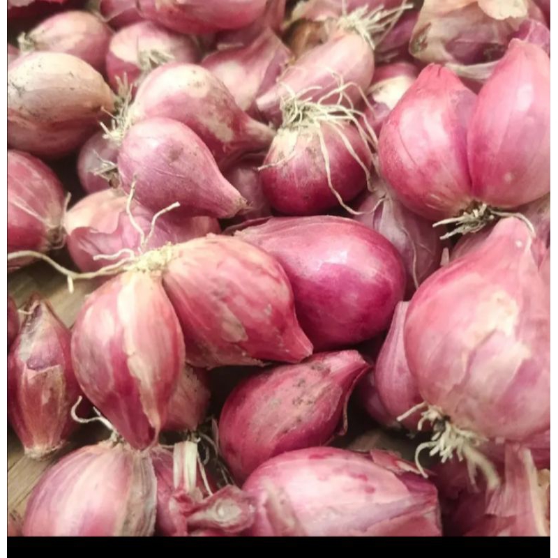 

bawang merah kemasan 1 kg