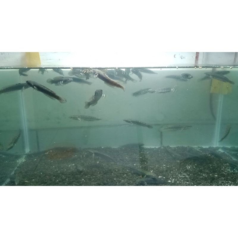 Channa pulchra